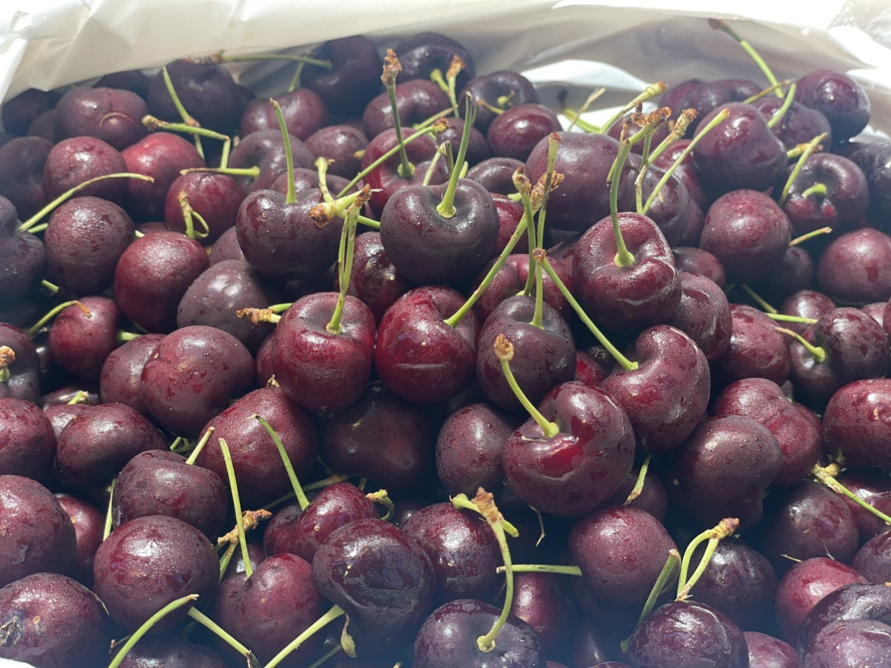 Cherry đỏ Mỹ 