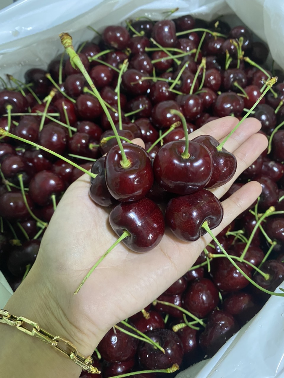 Cherry Chuông đỏ Mỹ size 10